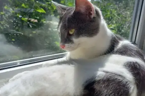 Пропала кошка Мася, ул. Мира, 11 с1