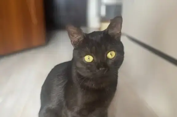 Найдена кошка, Электросталь, фото: Кошка найдена: Аллея цветов, Электросталь