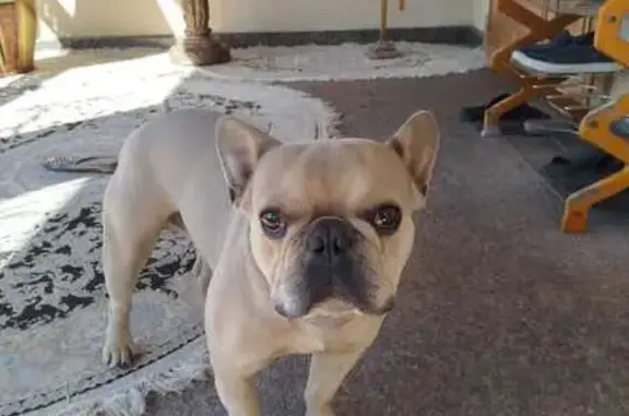 Собаки потеряшки, Нальчик, фото: Потеряшка собака, ул. Головко 54-56, Нальчик