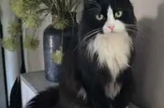 Кошки потеряшки, Химки, фото: Потеряшка кошка, ул. Карла Маркса 8, Химки