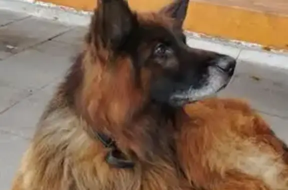 Найдена собака, Якутск, фото: Собака найдена на ул. Алексеева, 64А