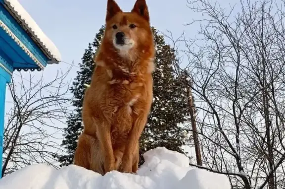 Пропала собака на ул. Фурманова, Серов