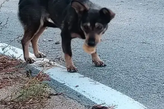 Собака найдена: Строительная 17, Новоегорьевское