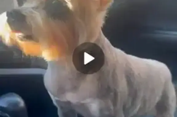 Пропала собака на Венецианской, 2