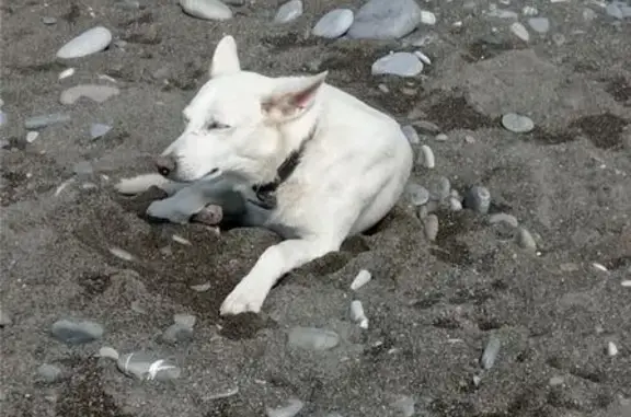 Найдена собака, Сочи, фото: Пропала собака, Магистральная ул., Сочи