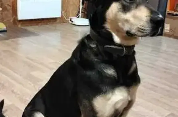 Пропали 2 собаки, 1-я Вересковая, Саратов