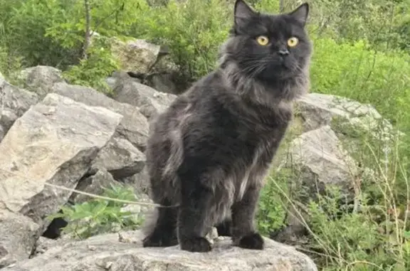 Пропала кошка, ул. Астафьева, Находка
