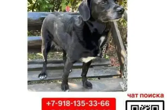 Пропала собака, Краснодар, Краснодарский край