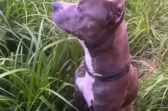 Собаки потеряшки, , фото: Потеряшка собака в Плишкино, Иркутская обл.