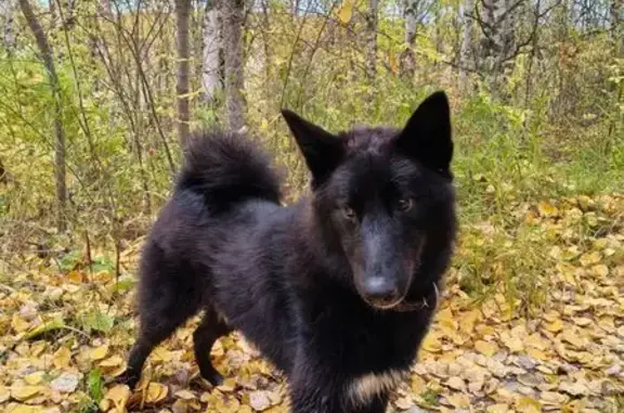 Пропала лайка, Зимняя тропа, Коми