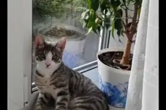 Кошки потеряшки, Тамбов, фото: Потеряшка кот, ул. Рылеева, Тамбов