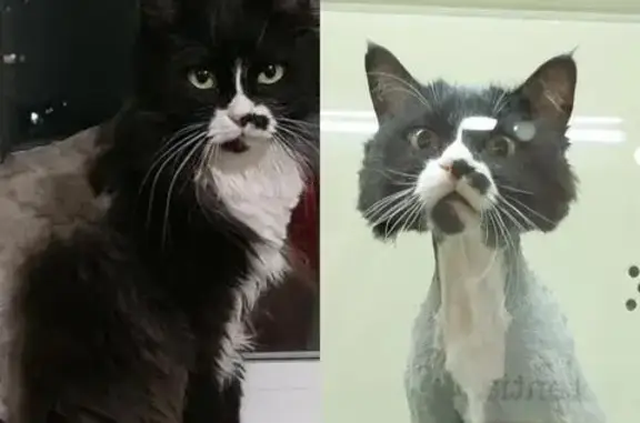 Кошки потеряшки, Хабаровск, фото: Потеряшка кошка, Ленинградская 31, Хабаровск