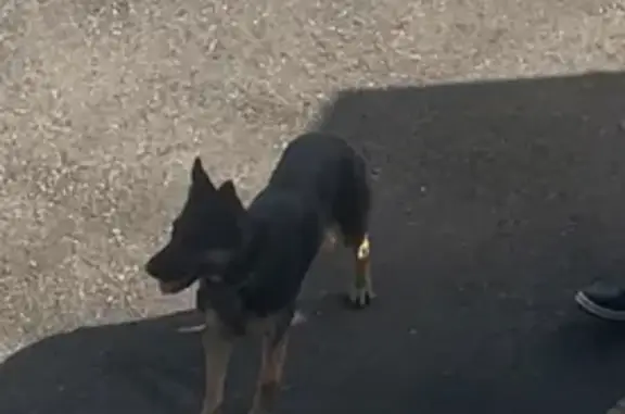 Собака на ул. Цюрупы, Сочи