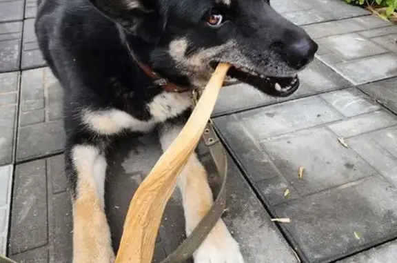 Собаки потеряшки, , фото: Потеряшка собака в д. Васютино