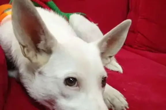 Собака найдена: ул. Слепнёва, 37, Ярославль