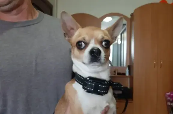 Найдена собака, Севастополь, фото: Найдена собака, Фиолентовское шоссе, 1А