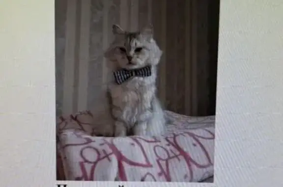 Кошки потеряшки, Томск, фото: Потеряшка кошка, Мокрушина 20/1, Томск