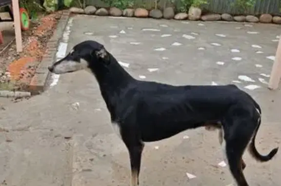 Найдена собака, Благодарный, фото: Потерялась собака, Школьный пер., Благодарный