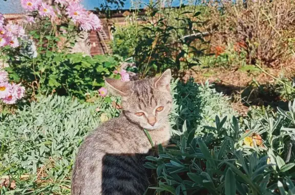 Найдена кошка, Быково, фото: Котёнок найден на Новая улица, 7, Быково