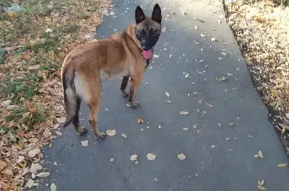 Найдена собака, Сызрань, фото: Найдена собака, ул. Лазо, 35, Сызрань