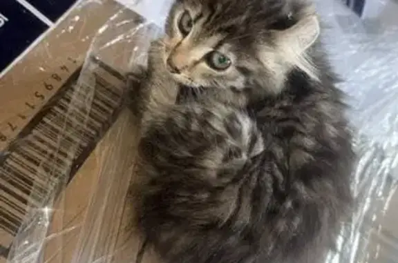 Найдена кошка, Чебоксары, фото: Котенок найден: Базовый проезд 6Б, Чебоксары