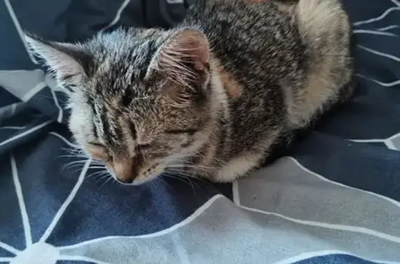 Найдена кошка, Курган, фото: Больная кошка найдена, Конечная 2А, Курган