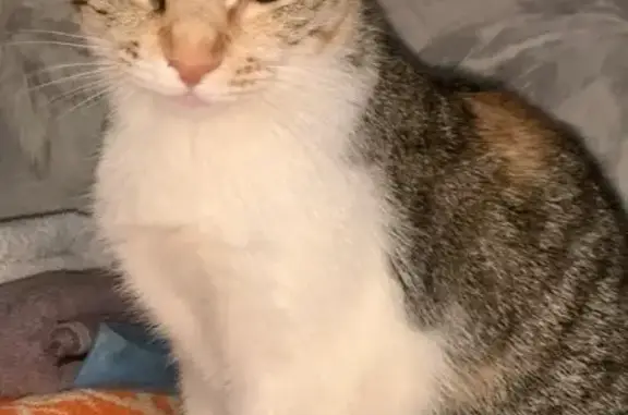 Пропала кошка, Манежная пл., СПб