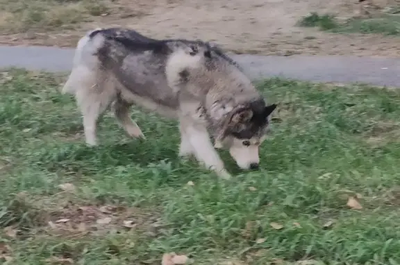 Найдена собака, Омск, фото: Найдена собака, ул. Кемеровская 6, Омск