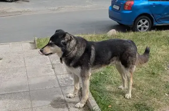 Найдена собака, Петрозаводск, фото: Собака на Кемской улице, Петрозаводск