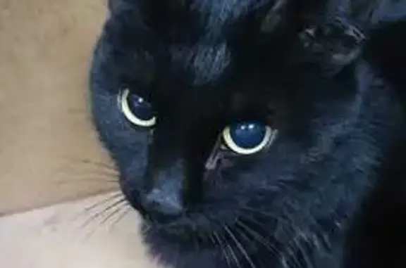 Найдена кошка, Новосибирск, фото: Найдена кошка, ул. Кропоткина 132/4, Нск