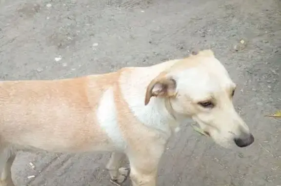 Собака найдена: Комсомольская 85, Ростов