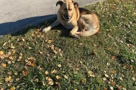 Собака найдена: Степанова 11, Тула