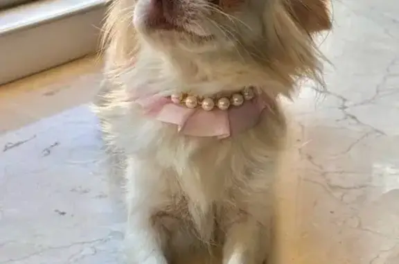 Собаки потеряшки, Санкт-Петербург, фото: Потеряшка собака: Гороховая 40, СПб