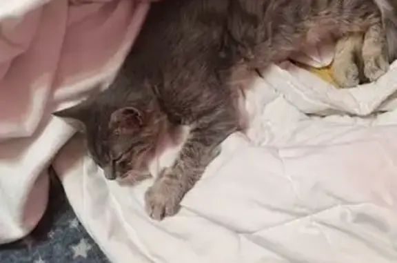 Кошки потеряшки, Славянск-на-Кубани, фото: Потеряшка кошка, ул. Стаханова, 147