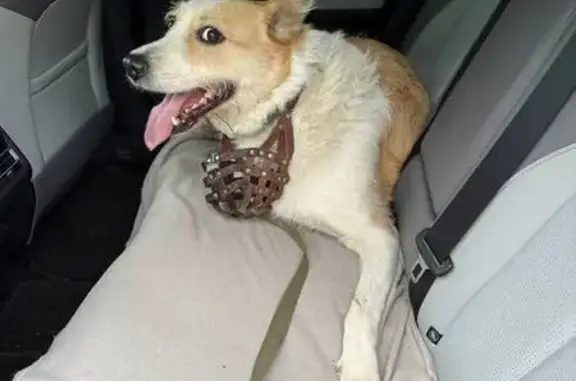 Найдена собака, Пермь, фото: Собака найдена: Монастырская 93А, Пермь