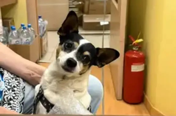 Собаки потеряшки, Волгоград, фото: Потеряшка собака, ул. Мещерякова, 9