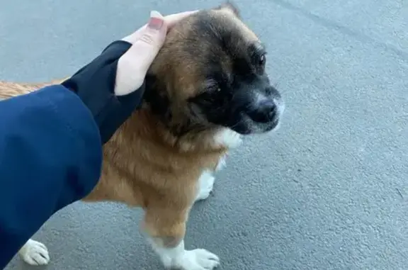 Собака найдена: Астраханская ул., 103