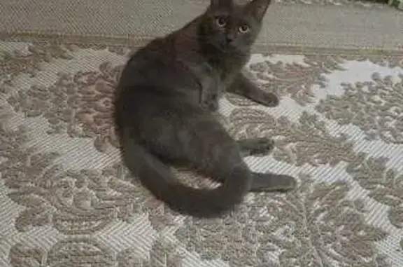 Кошки потеряшки, Брянская область, фото: Потеряшка серая кошка, Новозыбков