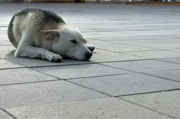 Собака найдена, ул. Свободы, Ярославль