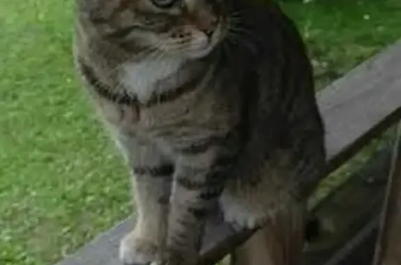 Пропала кошка, Рубиновая ул. 5, НСК