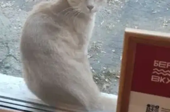 Найдена кошка, Благовещенск, фото: Пропала кошка, Ленина 55, Благовещенск
