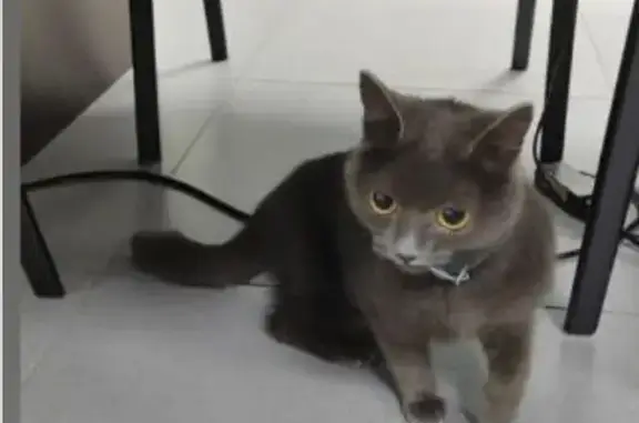 Пропала кошка, ул. Баумана 209, Иркутск