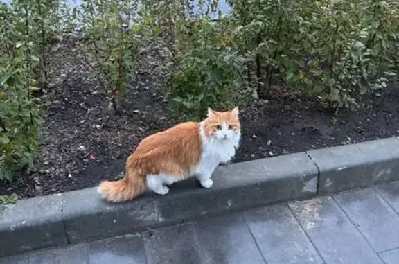 Найдена кошка, Тюмень, фото: Кошка найдена: Полевая ул., 117 к4, Тюмень