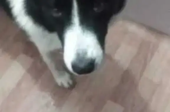 Найдена собака, Магнитогорск, фото: Собака найдена: Советская 219, Магнитогорск