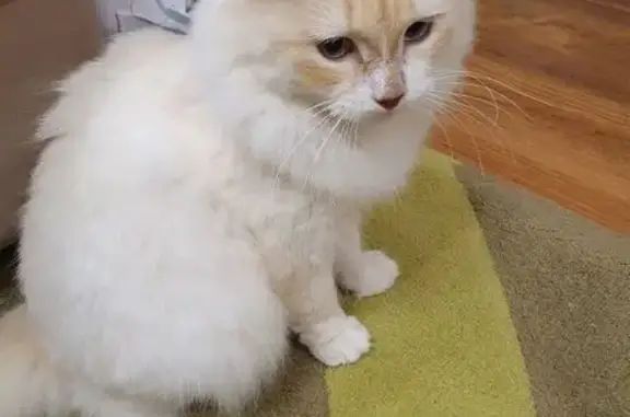 Кошки потеряшки, Покровск-Уральский, фото: Потеряшка кошка в п. Баяновка, Североуральск.