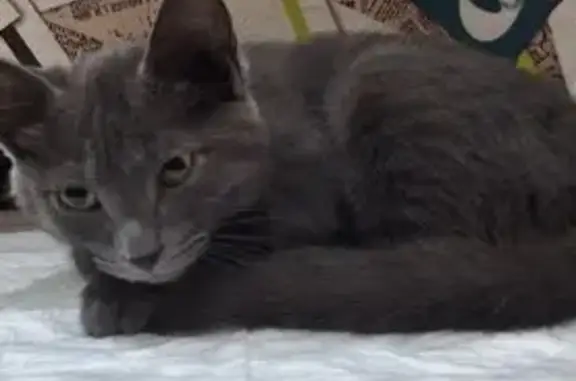 Найдена кошка, пр. Фадеева, 41, Чита