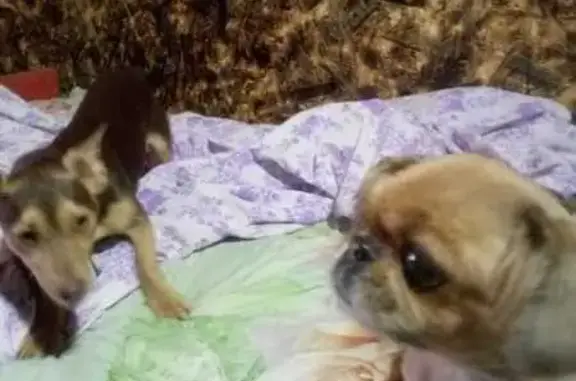 Пропала рыжая собака, Севастополь.