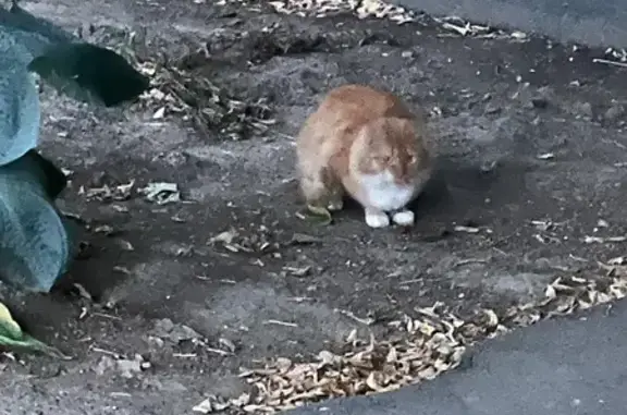 Кошка найдена: Трофимова 32 к1, Москва