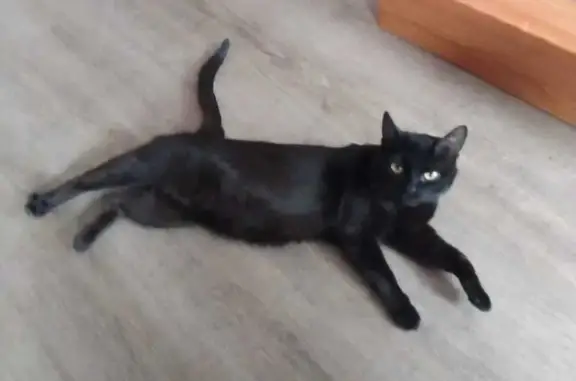 Кошки потеряшки, Железногорск, фото: Потеряшка кошка, Молодёжная 5, Железногорск