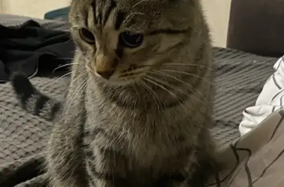 Пропала кошка, Коммунарка, 312 с1